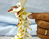 Fingers pinching model spinal cord